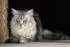 lying Maine Coon