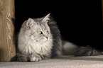 lying Maine Coon