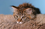 Maine Coon