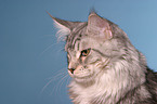 Maine Coon