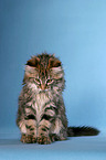 Maine Coon