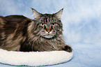 lying Maine Coon