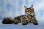 lying Maine Coon