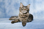 lying Maine Coon