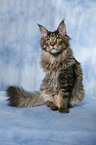 sitting Maine Coon