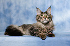 lying Maine Coon