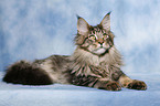 lying Maine Coon