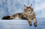 lying Maine Coon