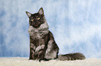 sitting Maine Coon