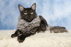 lying Maine Coon