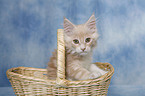 Maine Coon kitten