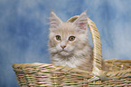 Maine Coon kitten