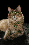 lying Maine Coon