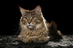 lying Maine Coon