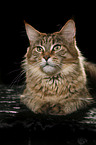 lying Maine Coon