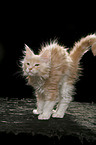 Maine Coon Kitten