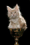 Maine Coon Kitten