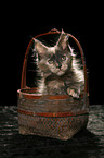 kitten in basket