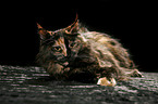 lying Maine Coon