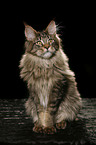 sitting Maine Coon