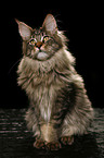 sitting Maine Coon