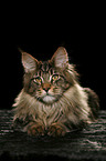 lying Maine Coon