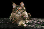 lying Maine Coon