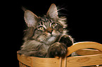 Maine Coon in basket