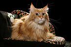 Maine Coon