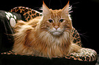 Maine Coon