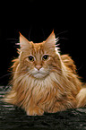 lying Maine Coon