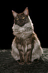 sitting Maine Coon