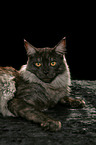 lying Maine Coon