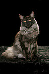 sitting Maine Coon