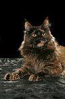 Maine Coon