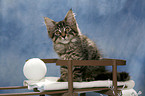 Maine Coon on sledge