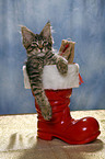 Kitten in boot