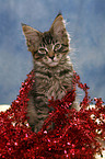 Maine Coon kitten