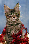 Maine Coon kitten