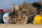 lying Maine Coon