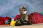 Maine Coon kitten