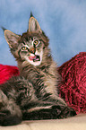 Maine Coon kitten