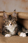 Maine Coon kitten