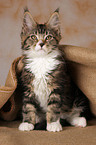 Maine Coon kitten