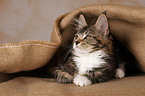 Maine Coon kitten