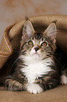 Maine Coon kitten