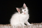 Maine Coon Kitten