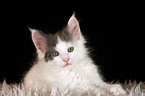 Maine Coon Kitten