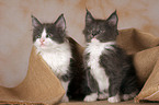 2 Maine Coon Kitten