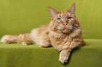 lying Maine Coon